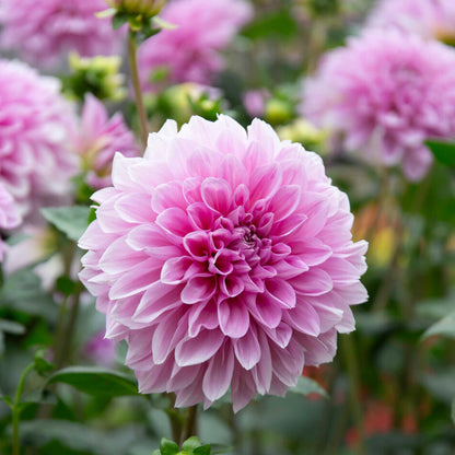 Pink lavender perfection dahlia up close showing all the petals