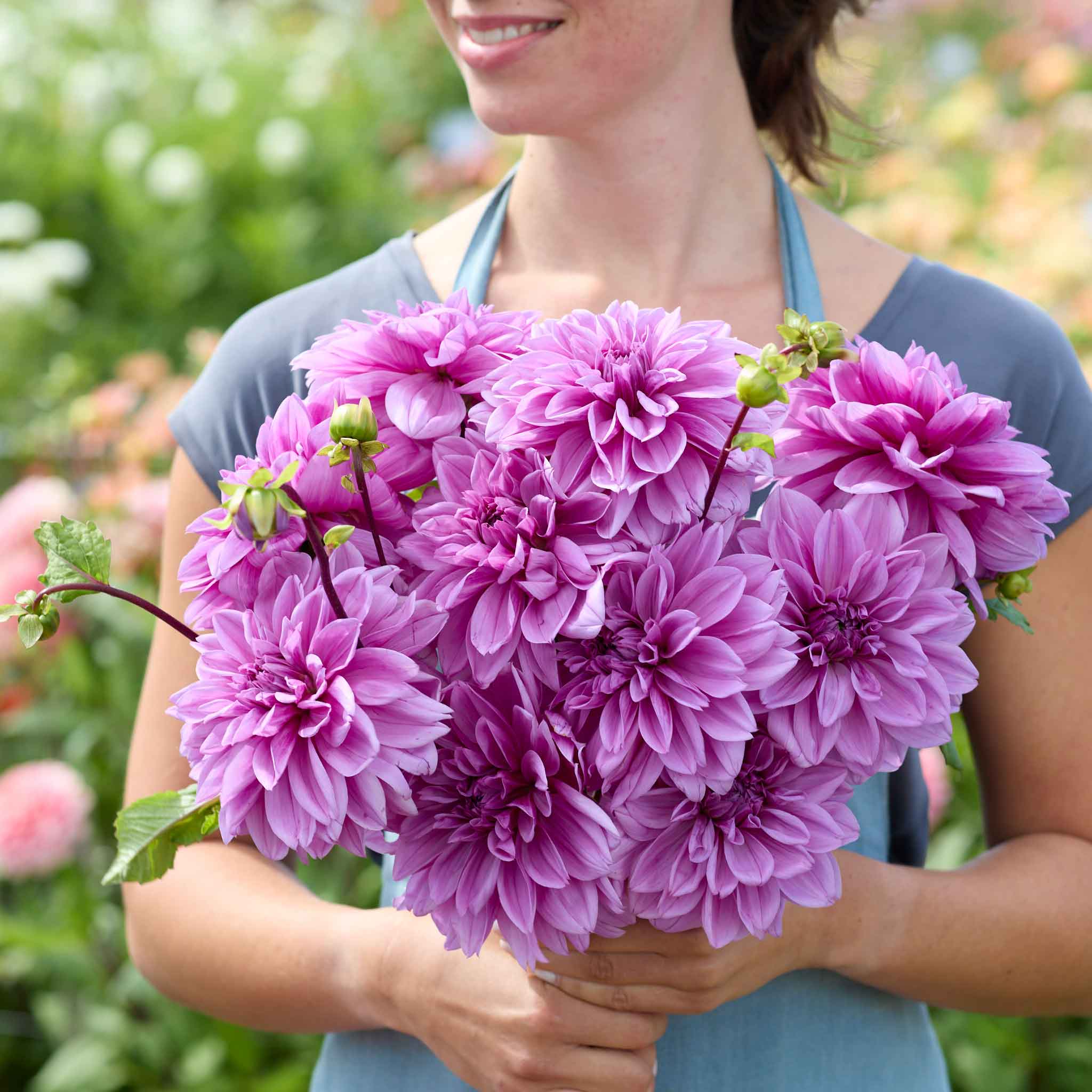 A person holding a bouquet of Lilac Time dahlia flowers with a blurred green background.