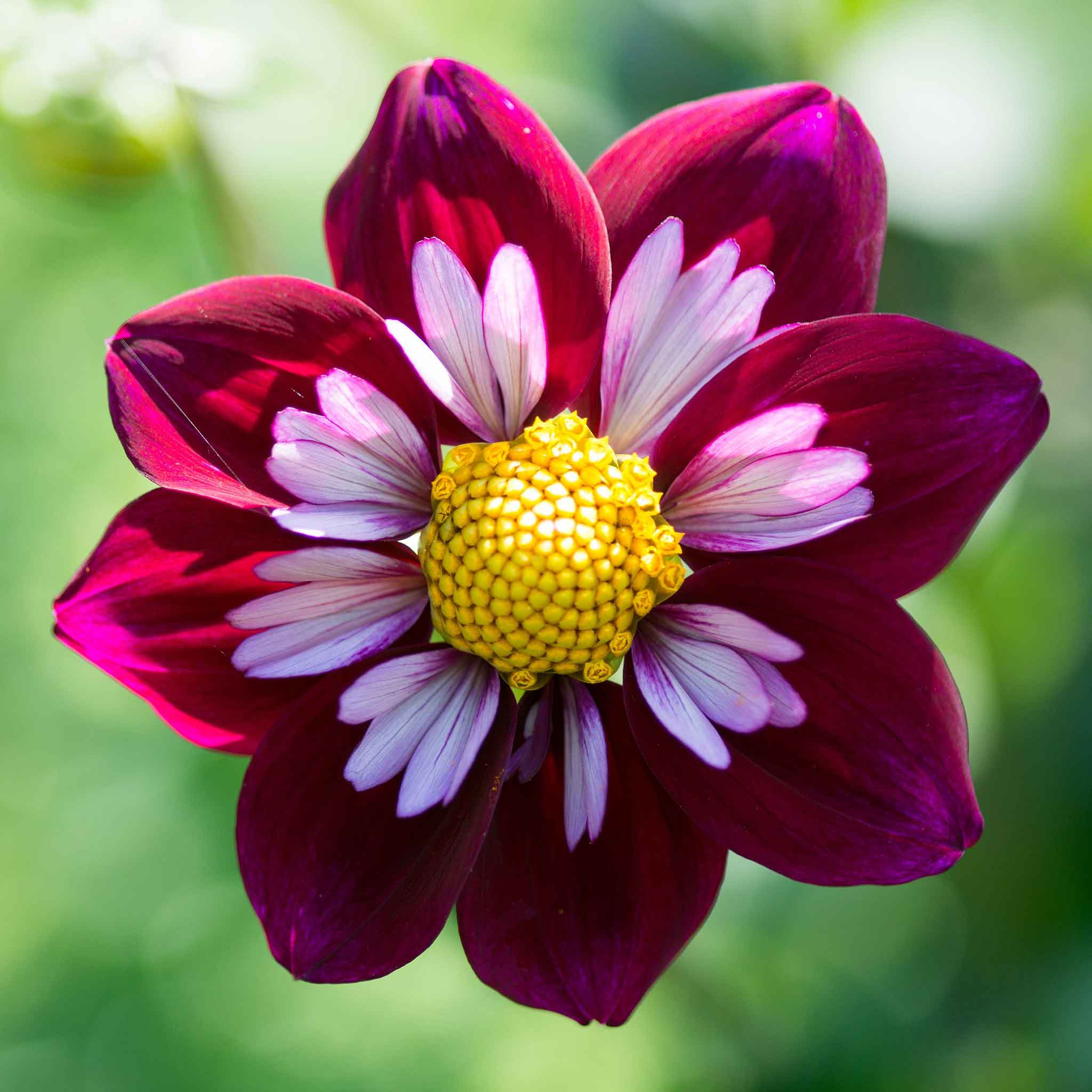 Close-up of a mary evelyn dahlia flower with purple petals and a yellow center on a blurred green background