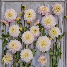 Masterclass Dahlias freshly picked displayed on a wooded surface.