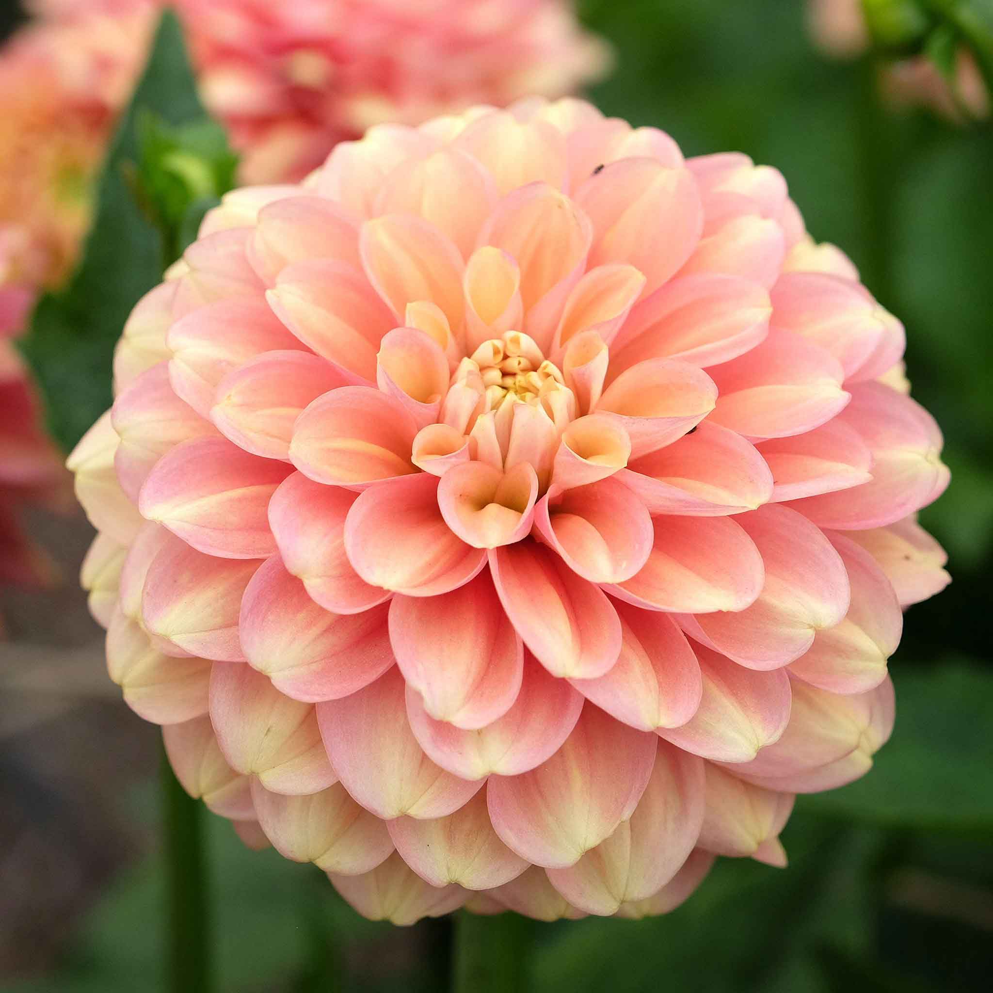 Close-up of a milena fleur dahlia flower with a blurred green background