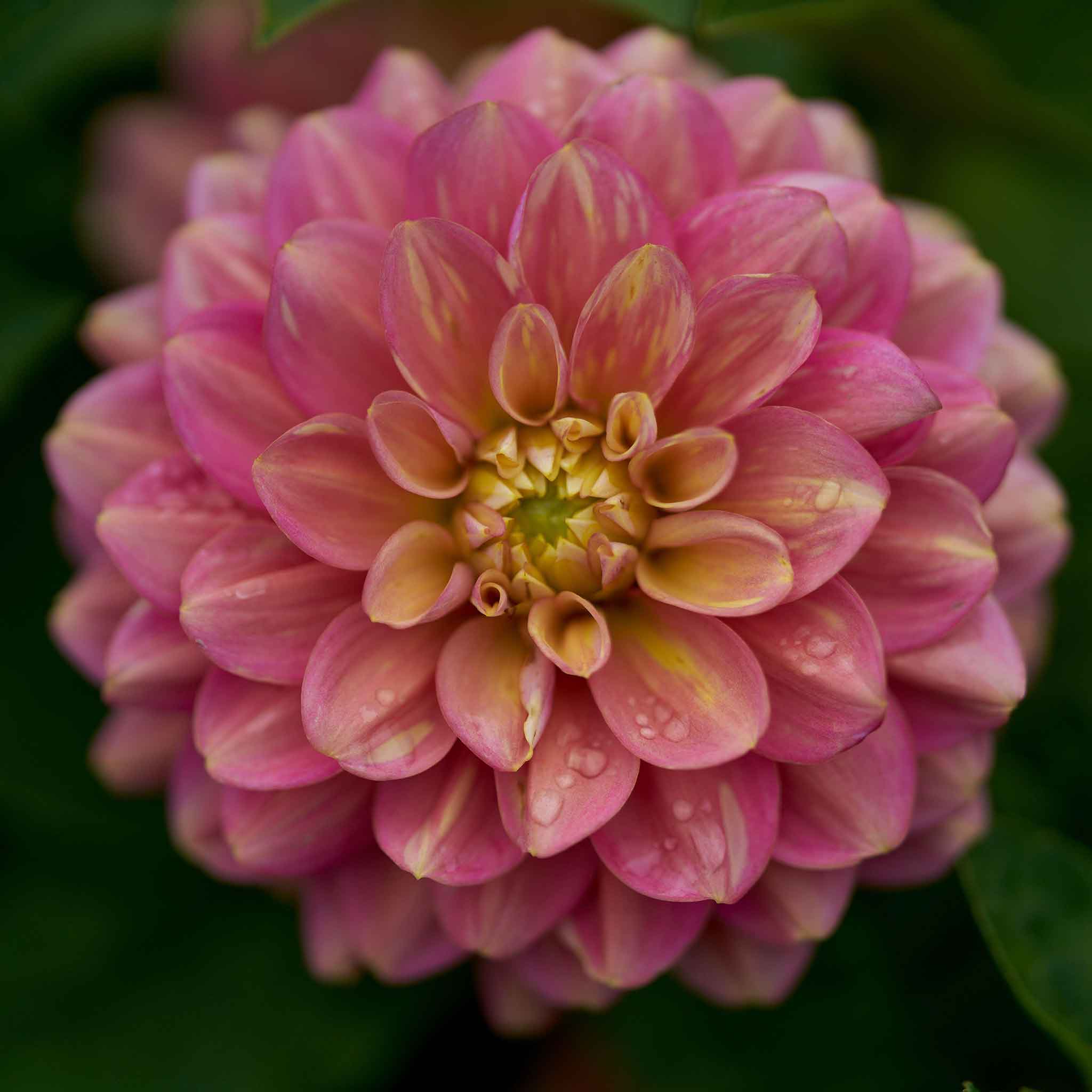 Close-up of a milena fleur dahlia flower with a blurred green background