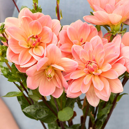 Person holding an orange bouquet of mister frans dahlia flowers in a garden setting