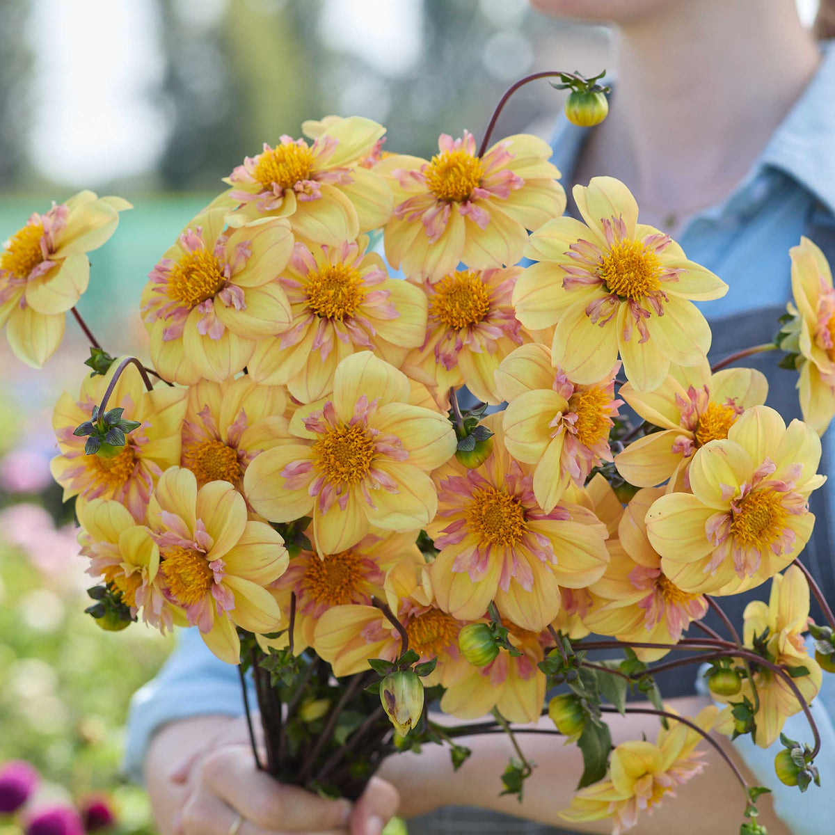 Person holding a yellow bouquet of morning sun dahlia flowers in a garden setting