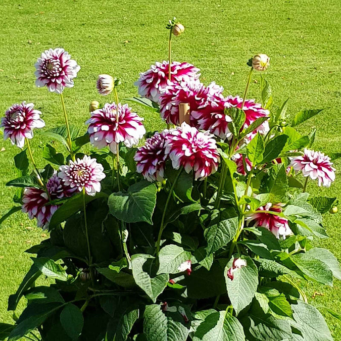 dahlia mystery day