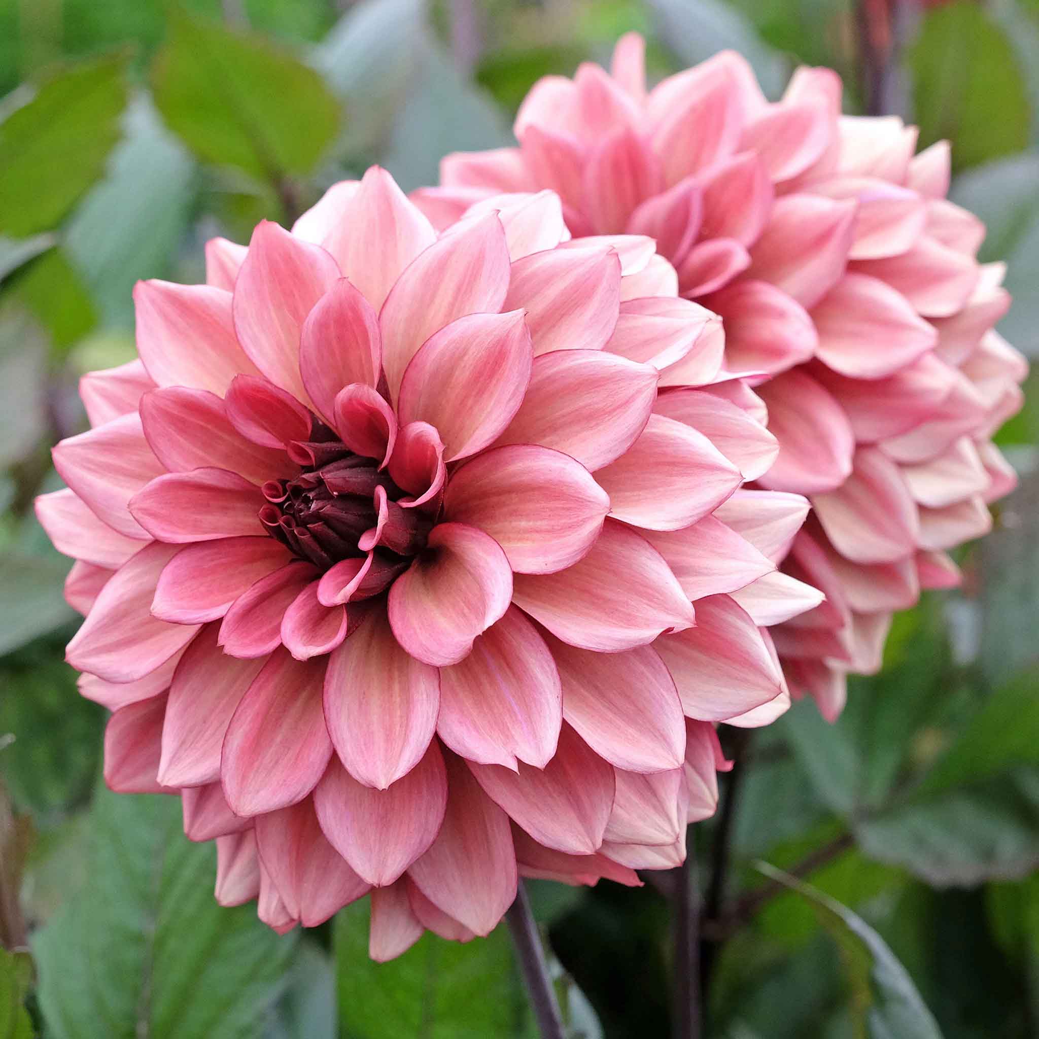 Close-up of two pink night silence dahlia flowers with a green leafy background