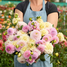 A person holding a bouquet of Nude Shade Mix dahlia flowers in a garden setting.