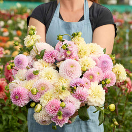 Dahlia Tubers - Nude Shade Mix | Dahlia Bulbs | Eden Brothers