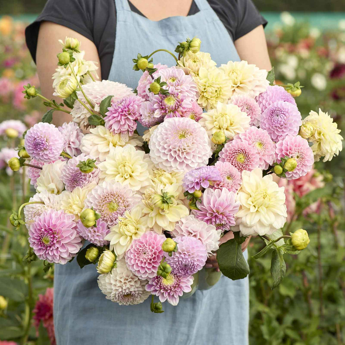Dahlia Tubers - Nude Shade Mix | Dahlia Bulbs | Eden Brothers