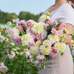 Dahlia Tubers - Nude Shade Mix | Dahlia Bulbs | Eden Brothers