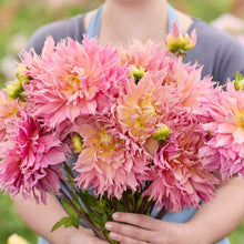 Person holding a pink bouquet of omega dahlia flowers in a garden setting