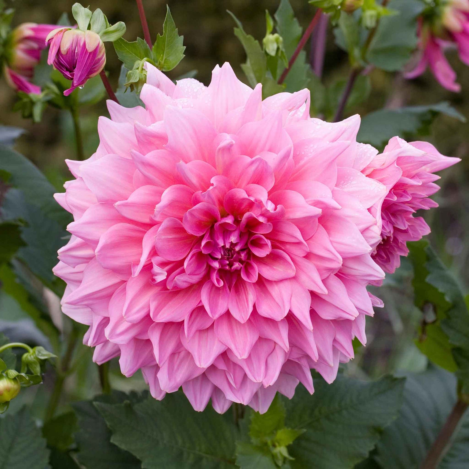 Dahlia Bulb Otto's Thrill Dahlia Tubers Eden Brothers