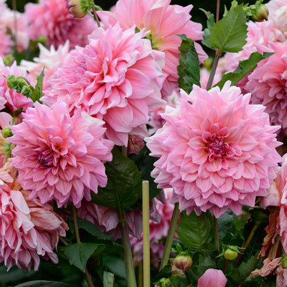 A close-up of a pink Otto's Thrill dahlia bloom with many petals.