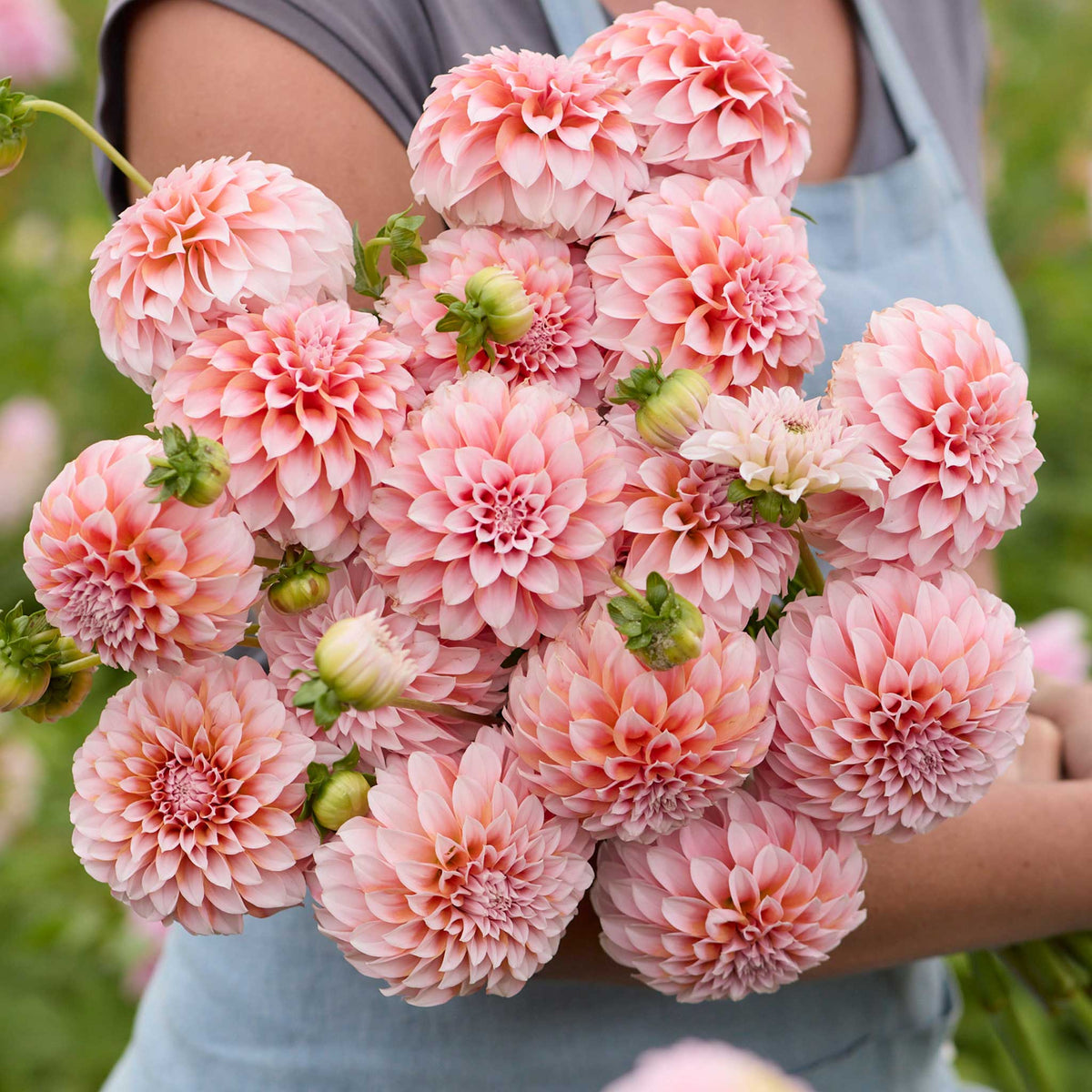 Person holding a pink bouquet of peaches n cream dahlia flowers in a garden setting