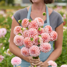 Person holding a pink bouquet of peaches n cream dahlia flowers in a garden setting