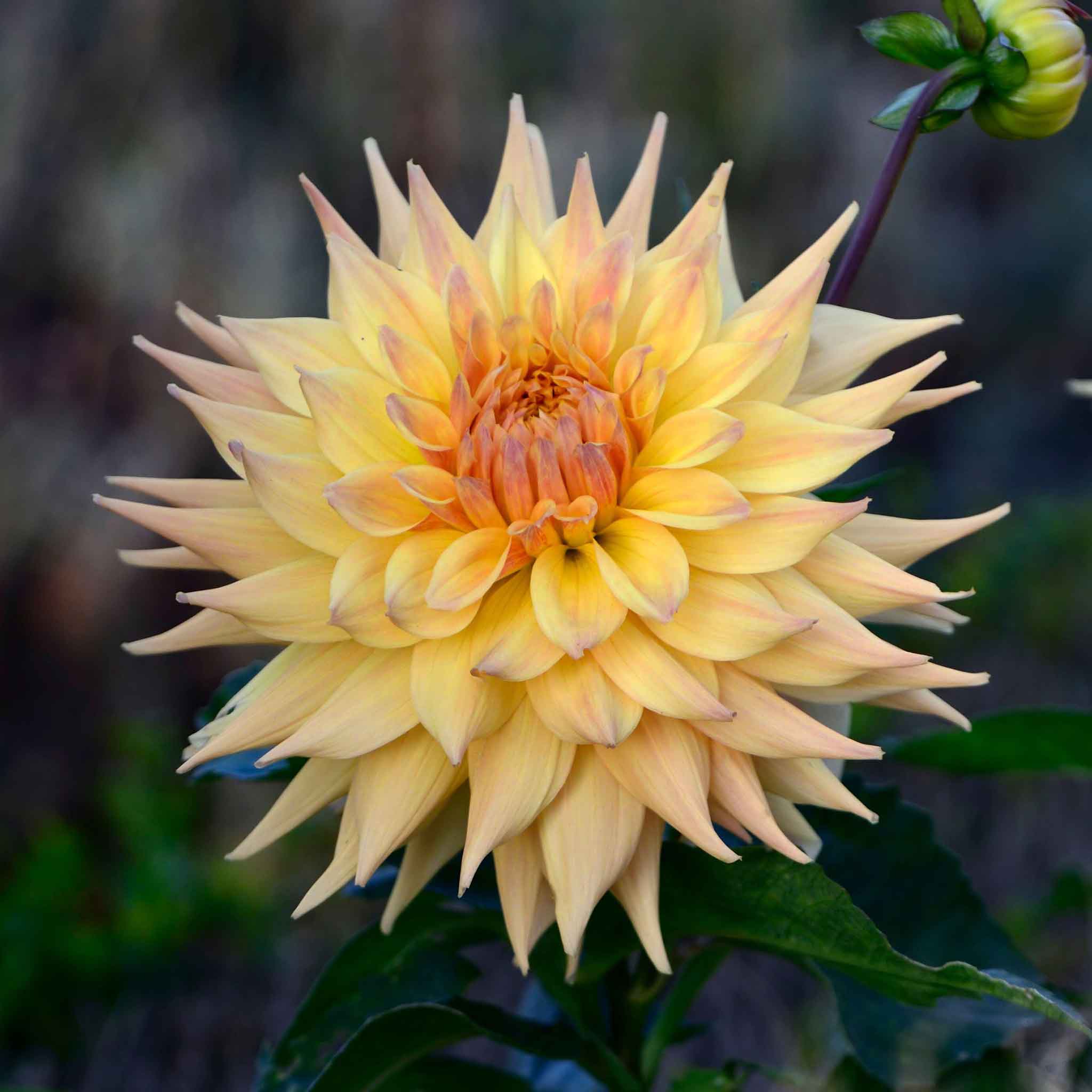 Two yellow penhill autumn shades flowers with a blurred natural background