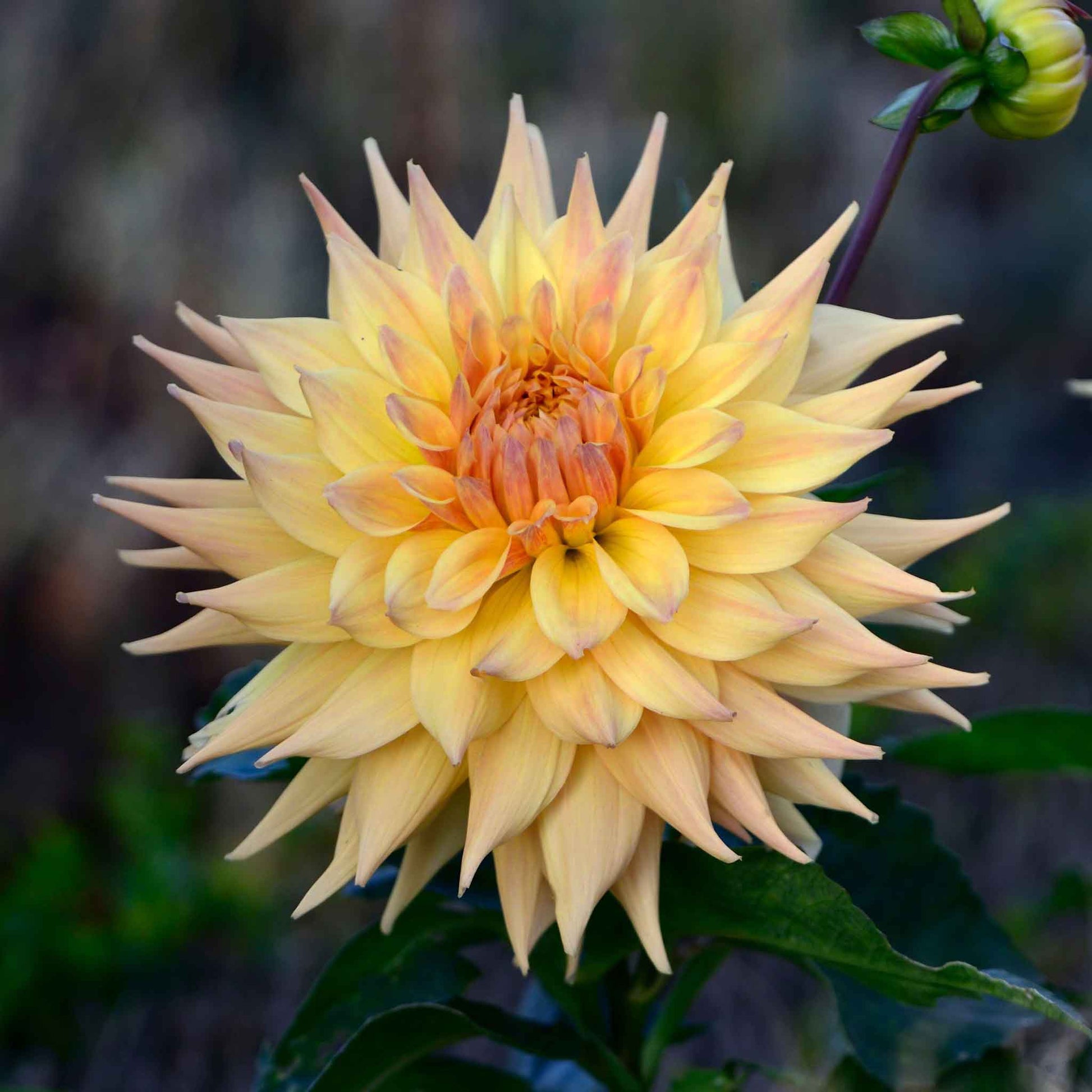 Two yellow penhill autumn shades flowers with a blurred natural background