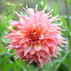Dahlia Tubers (Dinnerplate) - Penhill Watermelon