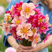 Person holding a pin and red bouquet of collarette pink mix dahlia flowers in a garden setting