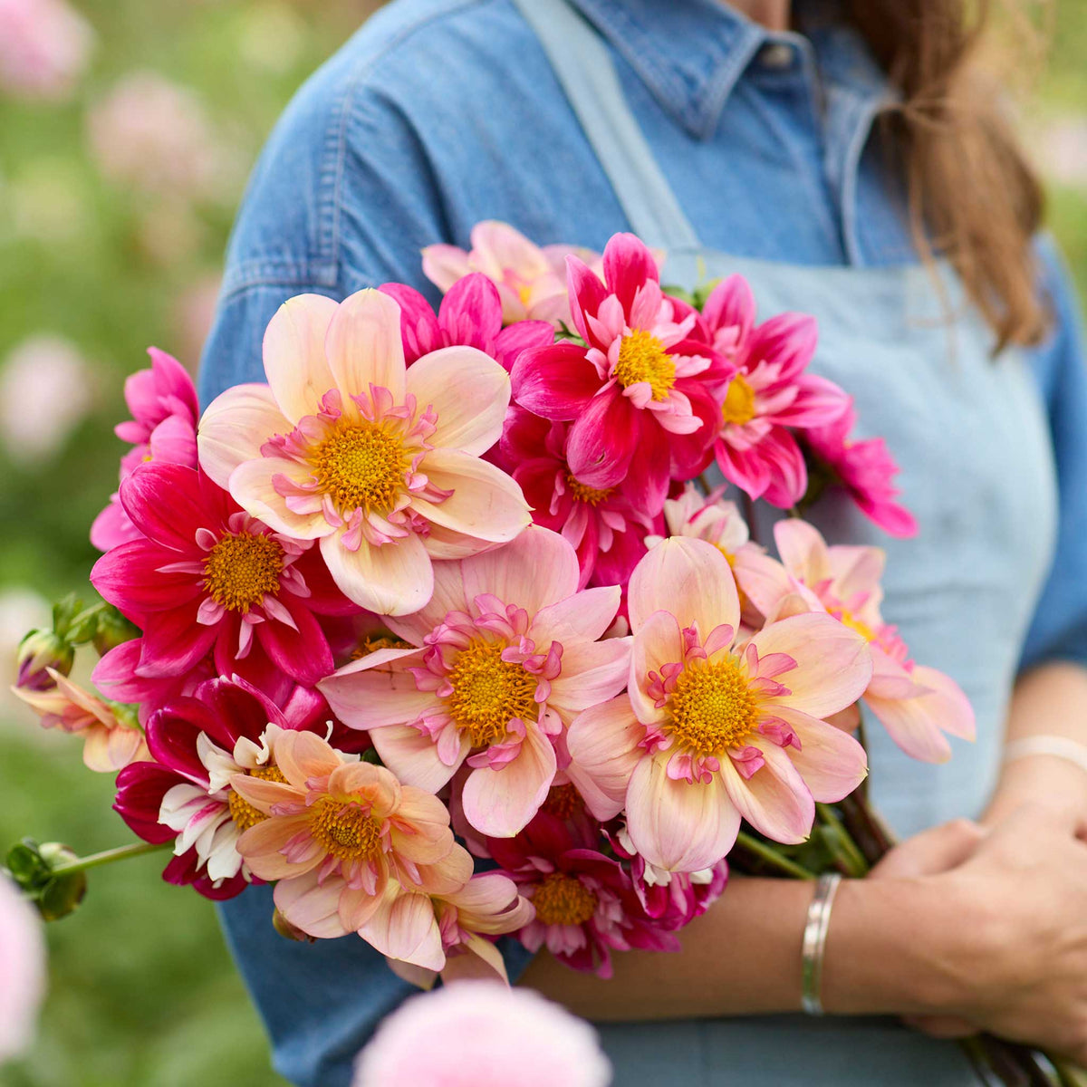 Person holding a pin and red bouquet of collarette pink mix dahlia flowers in a garden setting