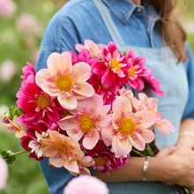 Person holding a pin and red bouquet of collarette pink mix dahlia flowers in a garden setting