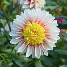 Close up of polka dahlia flower with white and pink petals and bright yellow center