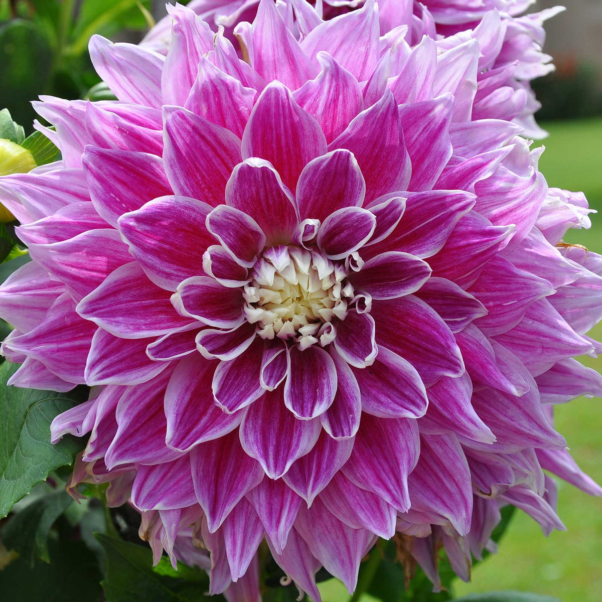 Purple pramie 18 dahlia up close showing all the petals