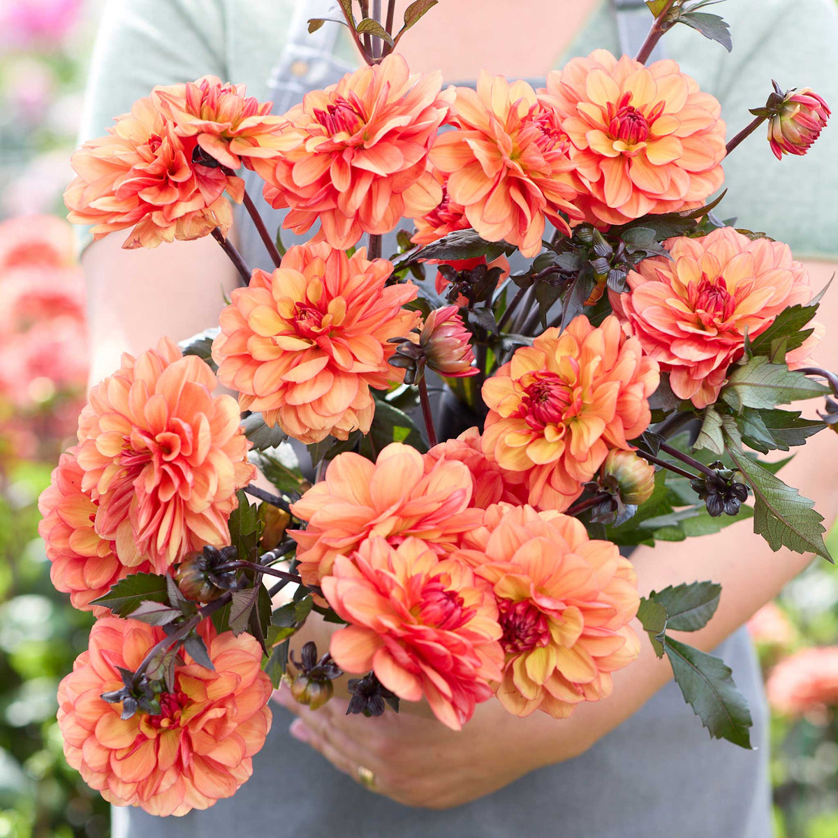 Person holding an orange bouquet of prince andre dahlia flowers in a garden setting
