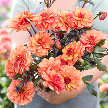 Person holding an orange bouquet of prince andre dahlia flowers in a garden setting