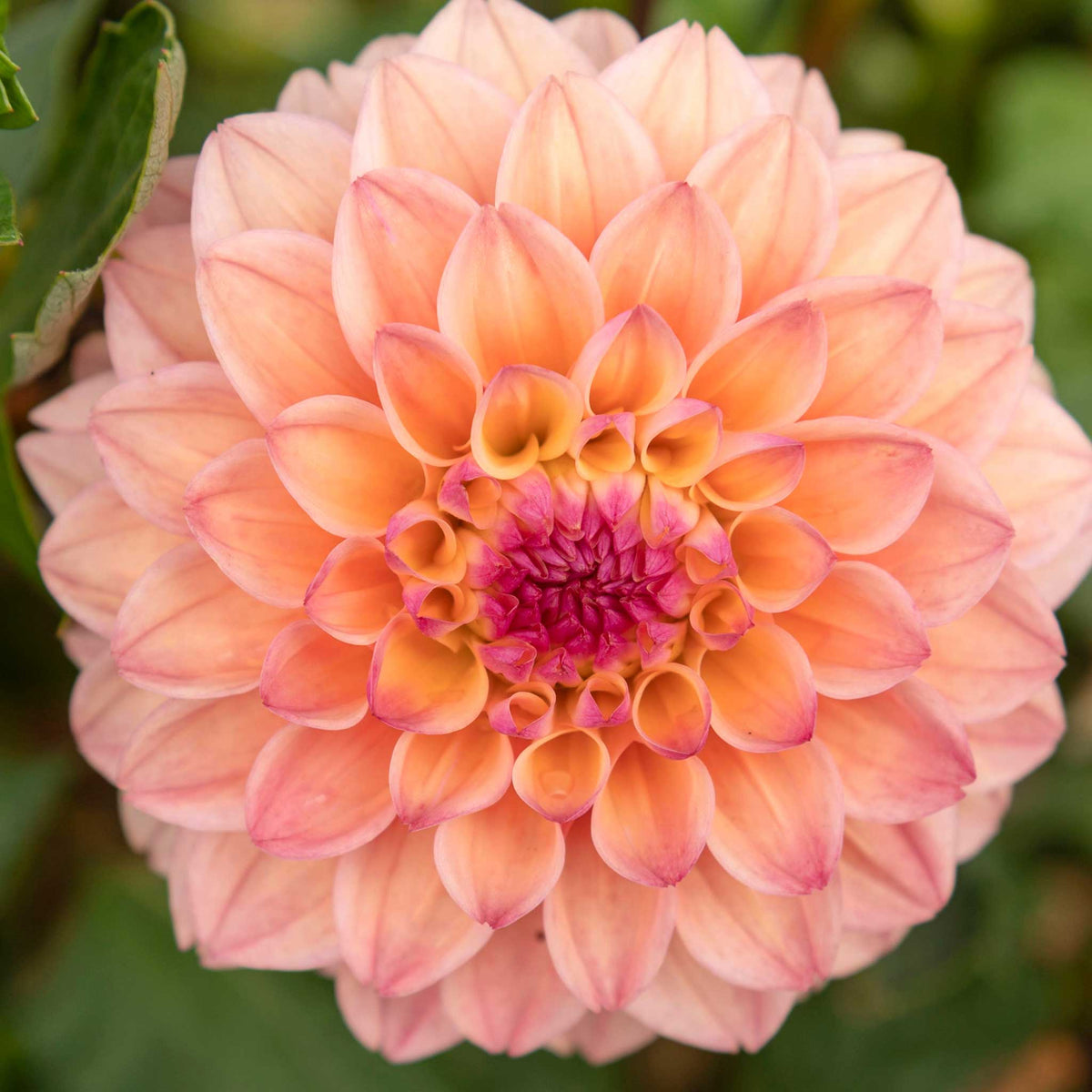 Orange princess elisabeth dahlia up close showing all the petals