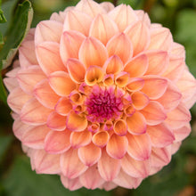 Orange princess elisabeth dahlia up close showing all the petals