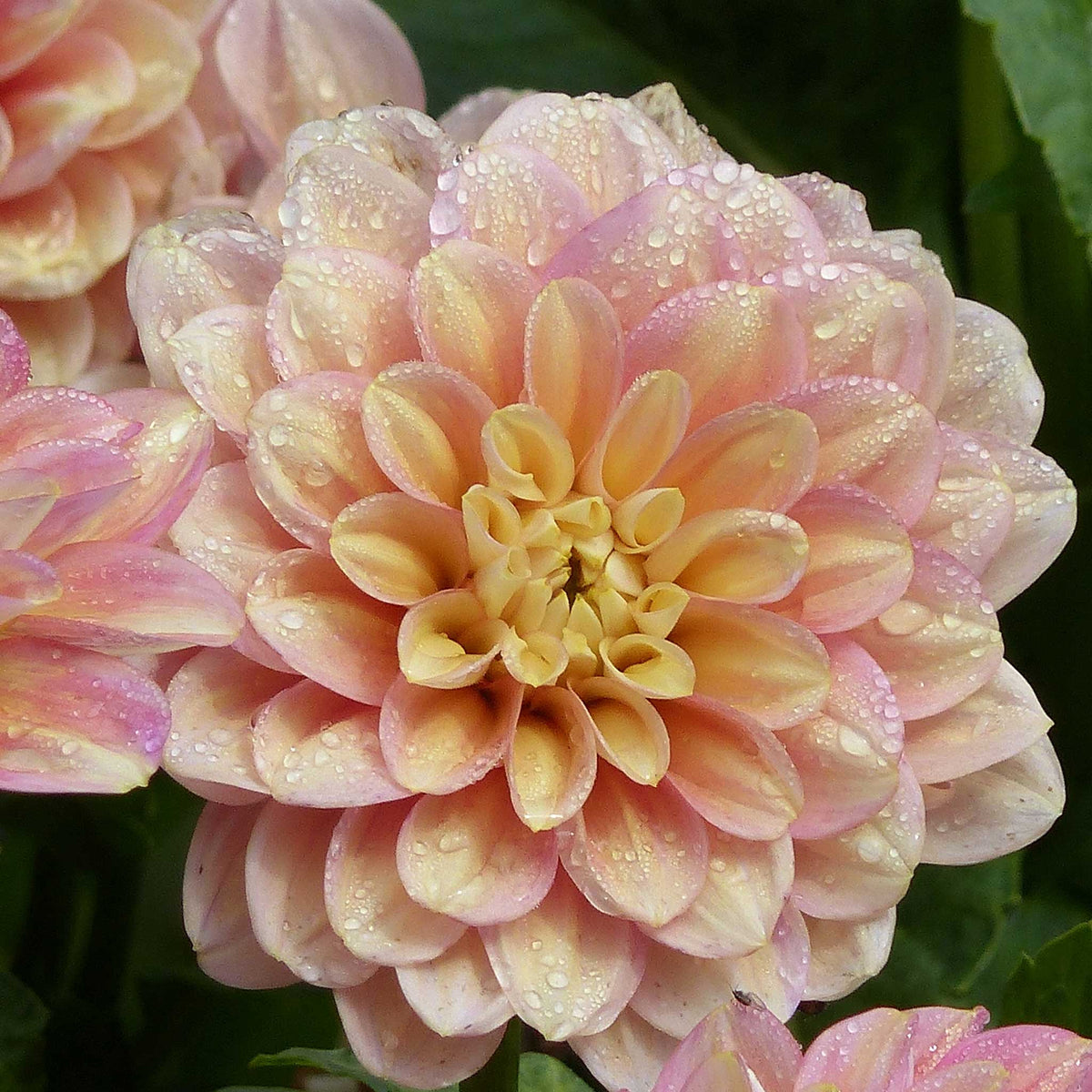 Orange princess elisabeth dahlia up close showing all the petals