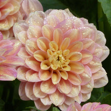 Orange princess elisabeth dahlia up close showing all the petals