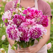 Person holding a purple bouquet of purple explosion dahlia flowers in a garden setting
