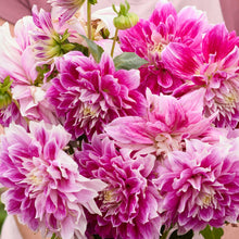 Person holding a purple bouquet of purple explosion dahlia flowers in a garden setting
