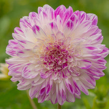 Pink que sera dahlia up close showing all the petals