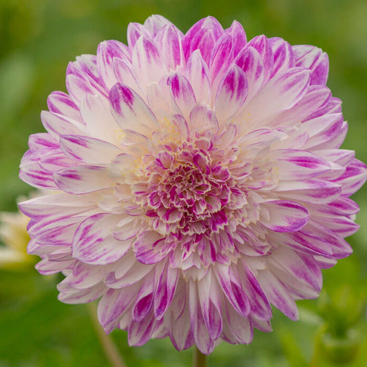 Pink que sera dahlia up close showing all the petals