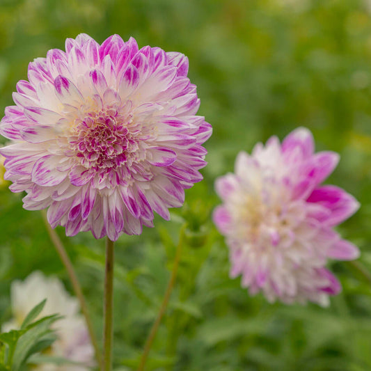 Pink que sera dahlia up close showing all the petals