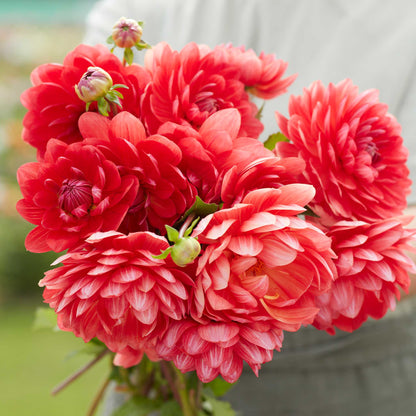 Person holding a reddish orange bouquet of r mona dahlia flowers in a garden setting