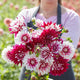 Dahlia Tubers (Decorative) - Rebecca's World
