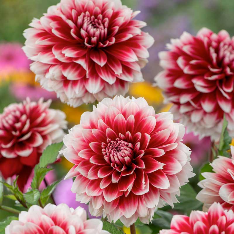 Red and White Fubuki dahlia up close showing all the petals | copyright: Floramedia UK Ltd