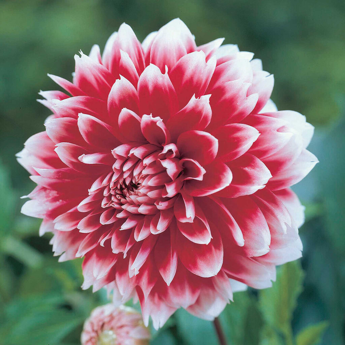 Red and White Fubuki dahlia up close showing all the petals