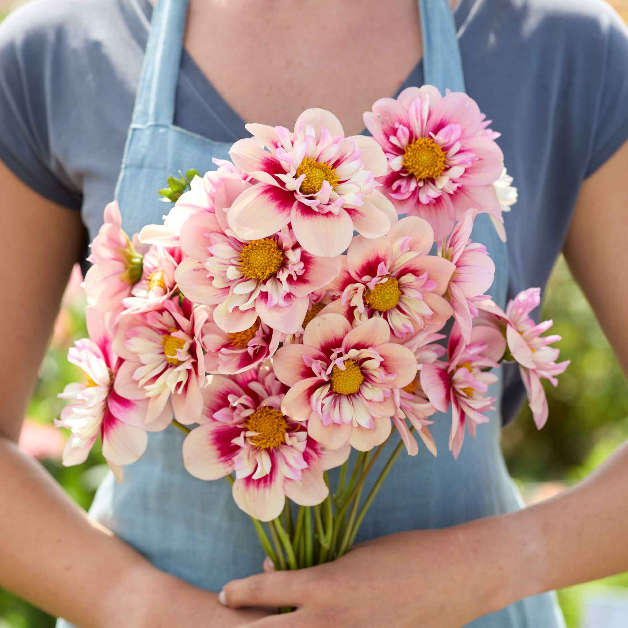 A bouquet of rhubarb and custard dahlia held by a woman in a blue apron.