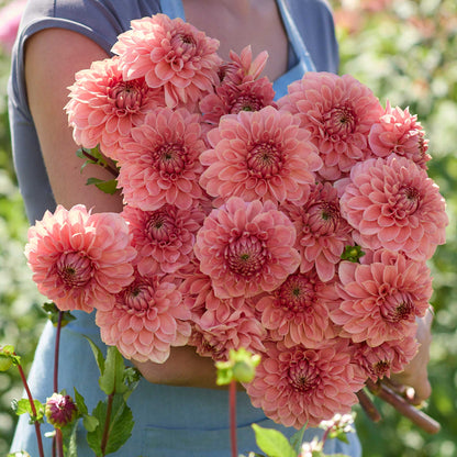 Person holding a reddish orange bouquet of romance dahlia flowers in a garden setting