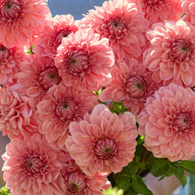 Person holding a reddish orange bouquet of romance dahlia flowers in a garden setting