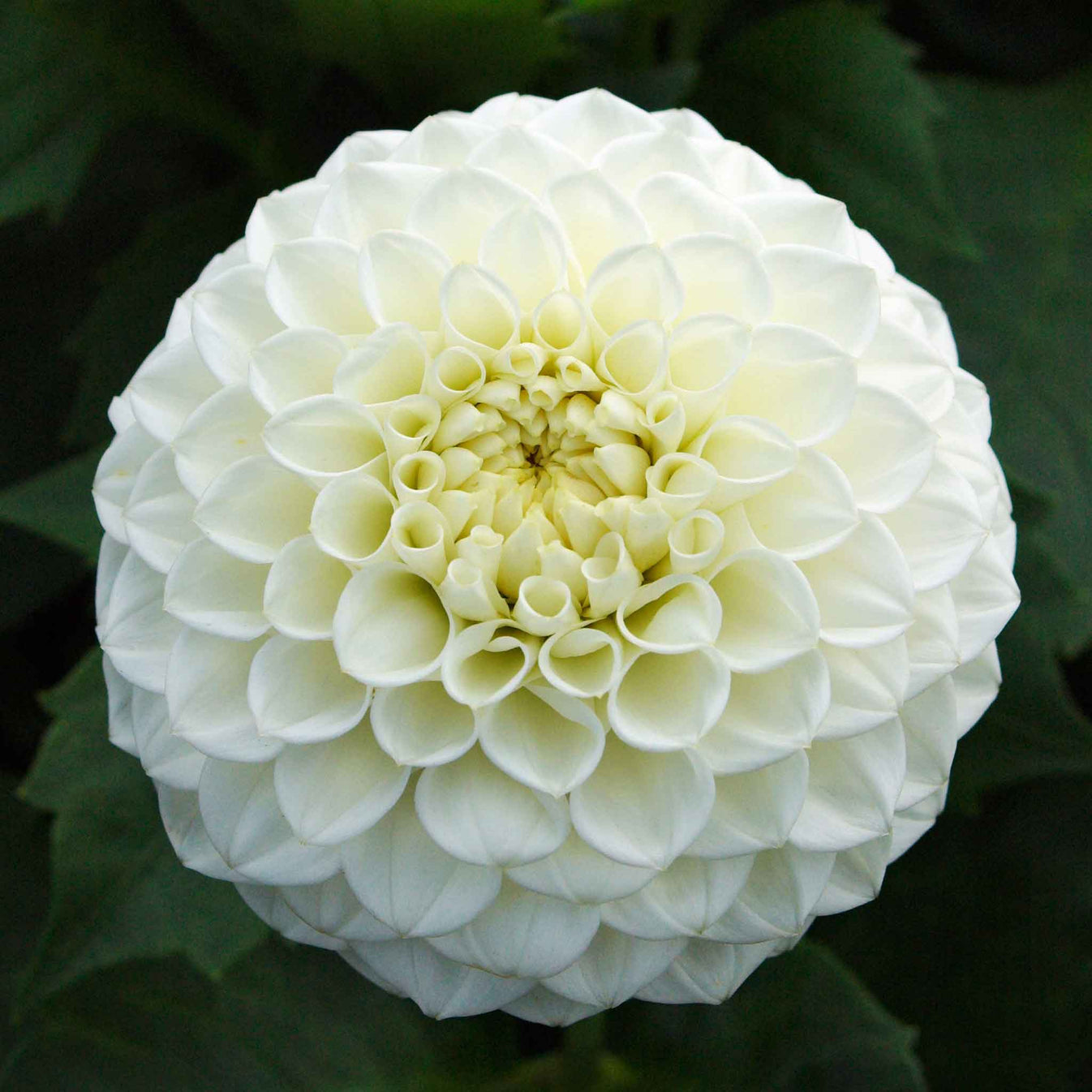 Dahlia Bulb Ryecroft Jan Dahlia Tubers Eden Brothers