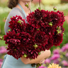 Person holding a black bouquet of sam hopkins flowers in a garden setting