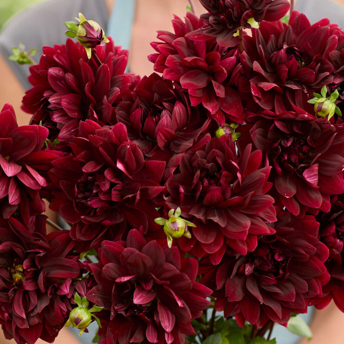 Person holding a black bouquet of sam hopkins flowers in a garden setting