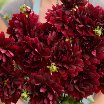 Person holding a black bouquet of sam hopkins flowers in a garden setting