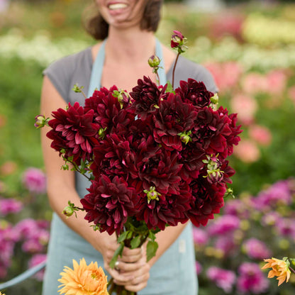 Person holding a black bouquet of sam hopkins flowers in a garden setting